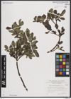 Foto von Salix breviserrata Flod.